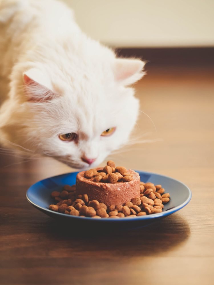 primer-plano-de-un-gato-comiendo (1)